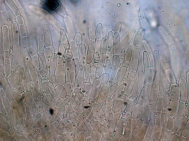 Camarophyllopsis atrovelutina  (Romagn.)  Argaud